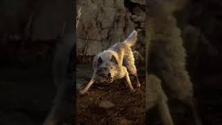Resident Evil 4 - Max level Handcannon in Resident Evil 4!! #gaming#residentevil4remake