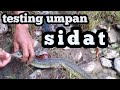 MANCING SIDAT DI SUNGAI