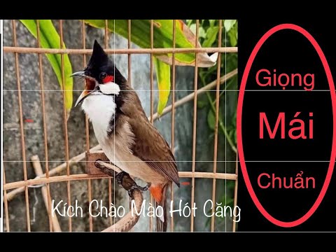Video Chào Mào Mái Hót Kích Trống Chuẩn 2021 #Phần 4 - youtube