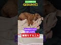 #トイプードル #シニア犬