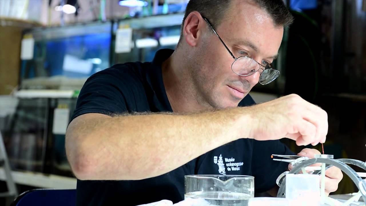 Bouturage CORAIL - Coral cuttings