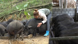 Harvesting potatoes for the farm's pigs - Taking care of pigs - Building large scale cages by Dao Farm Life 10,122 views 3 months ago 32 minutes