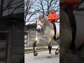 Strong horse