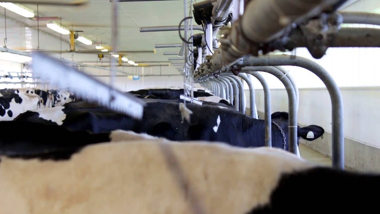 Bofran Farm, a Traditional Source of Comfort - YouTube