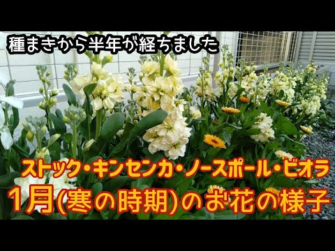 1月 寒の時期 のお花の様子 ビオラ ノースポール キンセンカ ストック Youtube 1月 寒の時期 のお花の様子 ビオラ ノースポール キンセンカ ストック Youtube