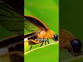 How Firefly Disproves Evolution