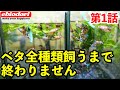 ベタ全種類飼育するまで終わりません。第1話 ベタ飼育の極意(熱帯魚、アクアリウム)