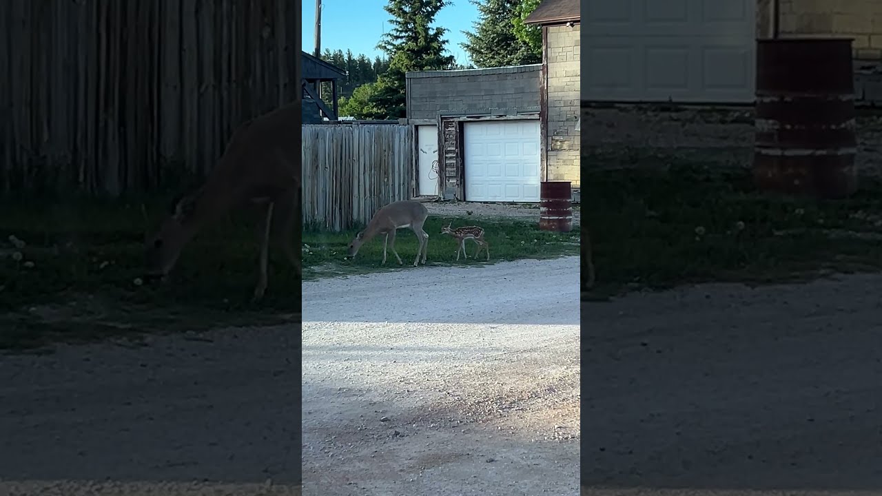 When a momma and a baby walk by. 😍