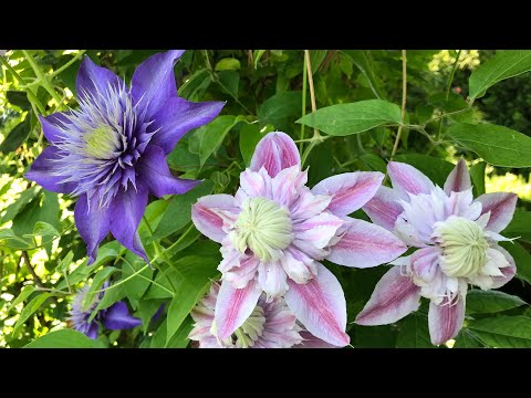 Clematis Josephine with clematis Multi Blue on an arch | My English Rose garden