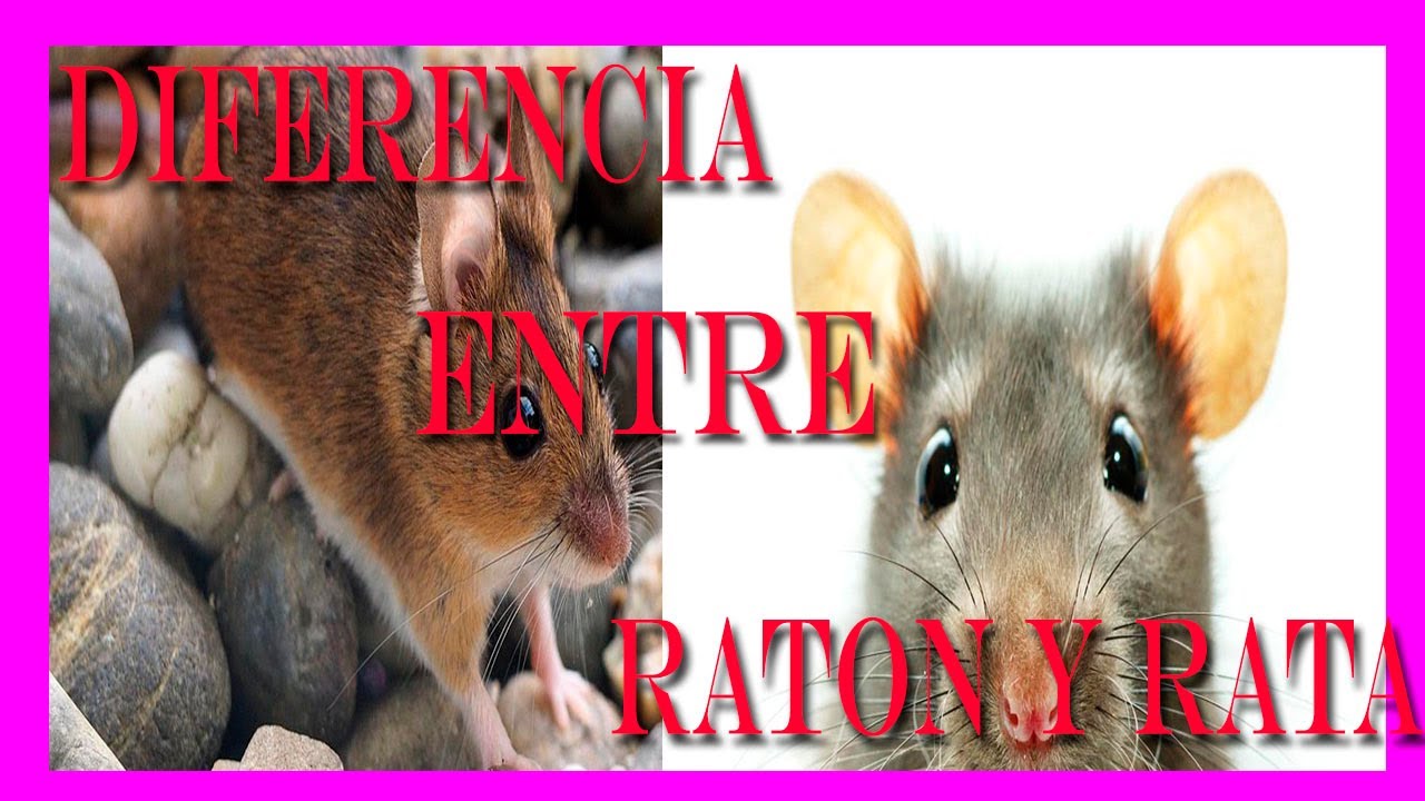 Cual Es La Diferencia Entre Un RATÓN Y UNA RATA 🐁🐀 YouTube