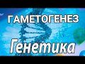 Гаметогенез. Сперматогенез и оогенез. Развитие половых клеток