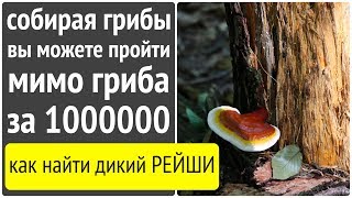 Собирая лесные грибы, вы рискуете пройти мимо гриба за миллион!