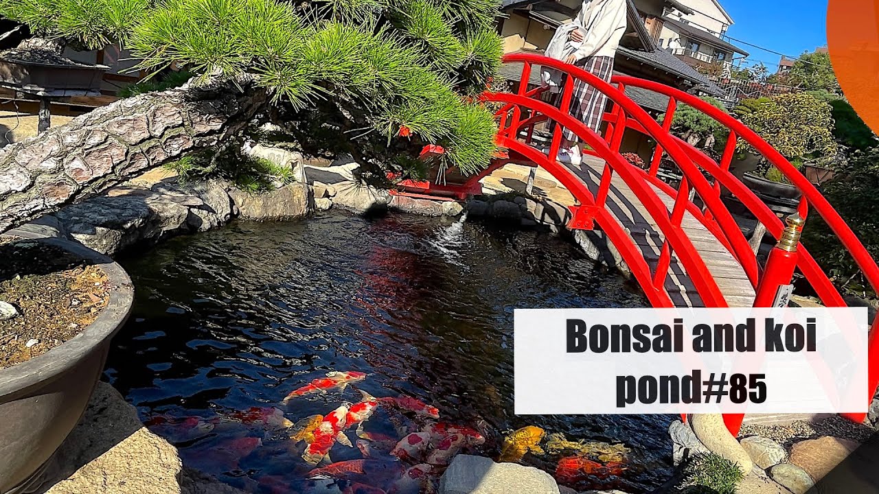 Bonsai and Koi pond (Bonsai Museum ,Edogawa, Tokyo)