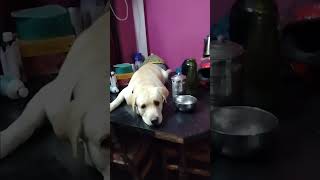 Cute Labrador dog sitting on the table🥴🤣🐕 || cute labrador dog 🐕 || cute labrador dog funny video 🐕