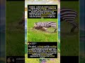 Zebra vs Warthog: This Isn’t a Hunt, It’s a Fight to Survive#foryou #fyp #animals #AfricanWildlife