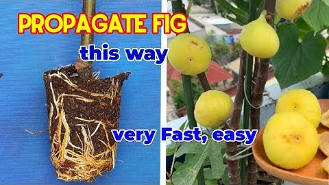 How to Air layering fig tree using plastic cup, Start to Finish. 100% success, very Fast.
