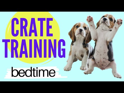 فيديو: كيفية مساعدة الكلب الخاص بك تلد
