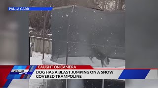 Dog Jumps On Trampoline As Snow Falls