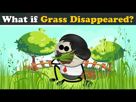 What if Grass Disappeared? + more videos | aumsum kids science education children