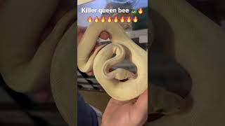 Killer Queen Bee ball python this is a awesome snake#shorts #youtubeshorts #ballpythonlove #queenbee