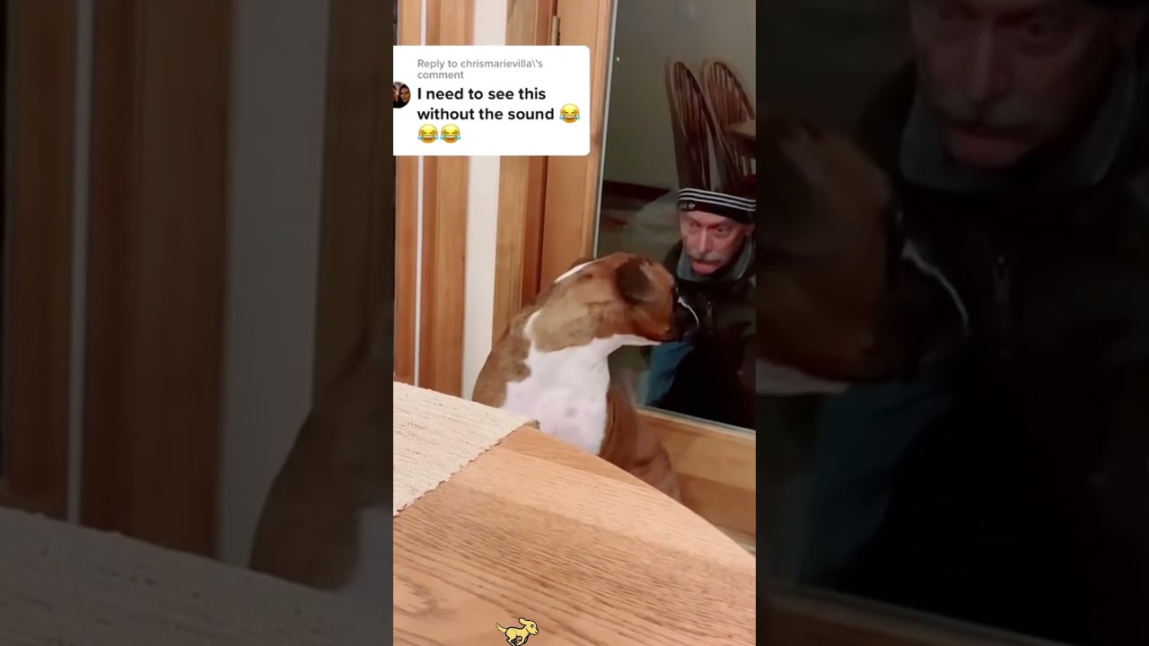 Dogs Soul Left His Body 