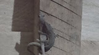 Cicak KAWIN