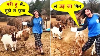 इन जानवरोके कारनामे देखकर आपके भी होश उड़ जायेंगे | Funny Animal Moments Part -118 Compilation Memes