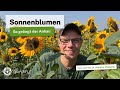 Sonnenblumen Richtig Anbauen Wie Lange Dauert Es Bis Zur Blüte Und Welcher Boden Ist Geeignet