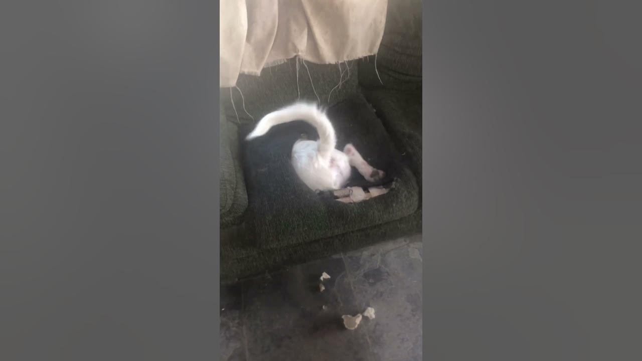 Dog digs for gold in couch viralhog youtube
