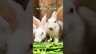 🐰 The #1 Food Every Rabbit Needs Every Day!