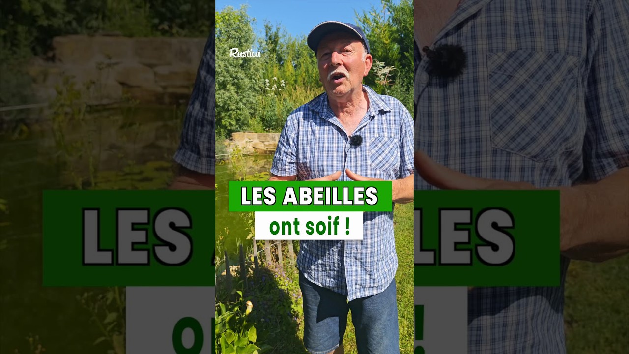 Canicule : donnez à boire aux abeilles...