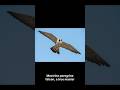 The Bird That Solved a Billion-Dollar Engineering Problem