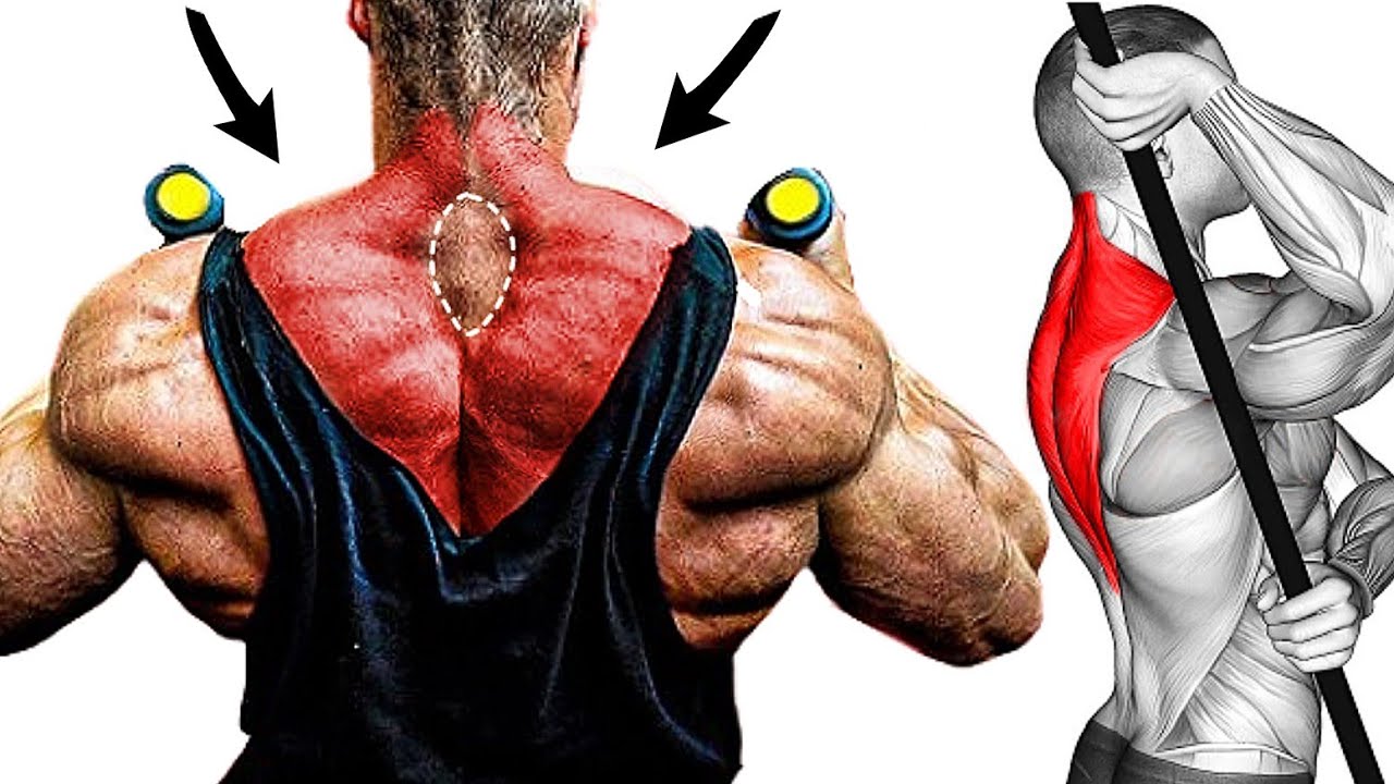 best exercise for traps shrugs workout YouTube