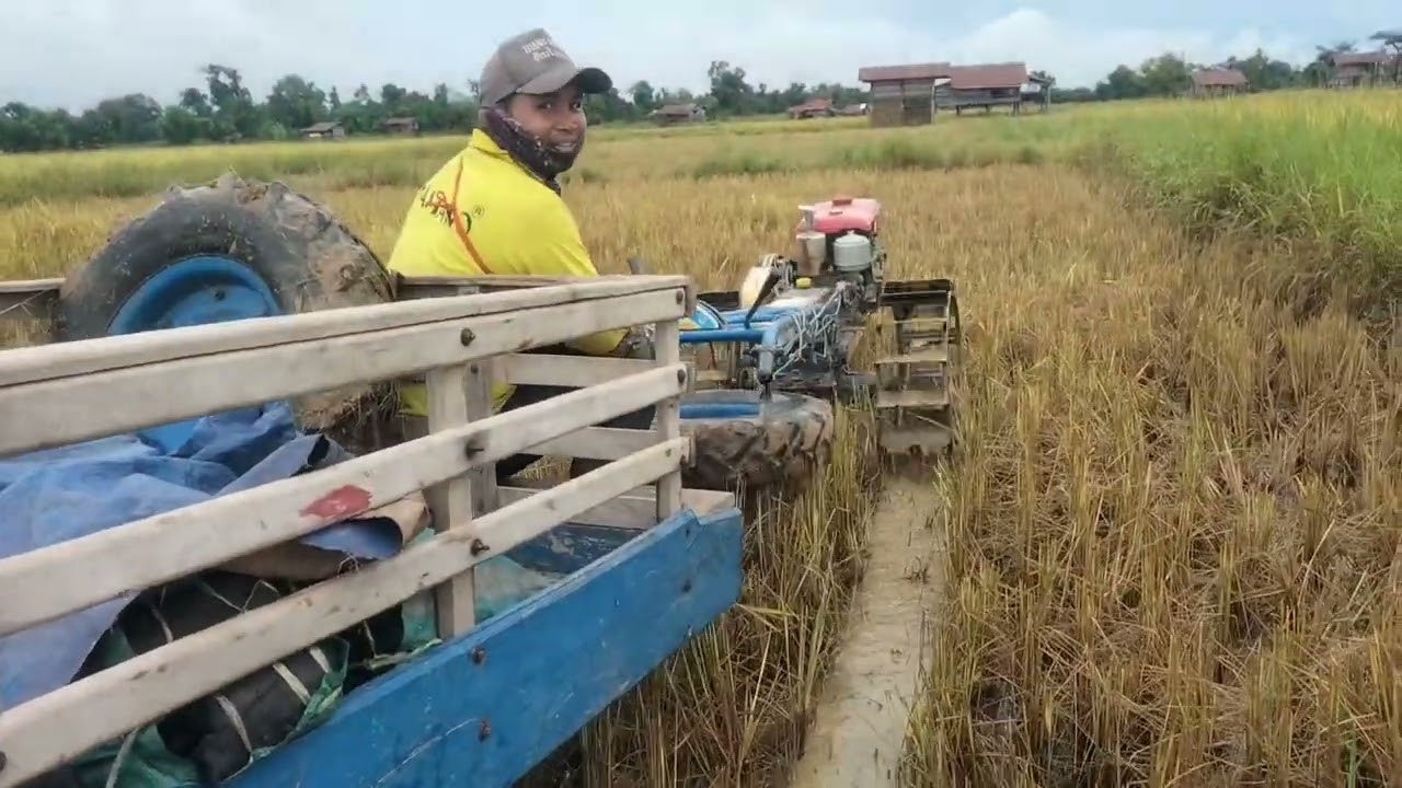 ຫາບເຂົ້ສບໍ່ໄຫວແລ້ວຕ້ອງໃຊ້ລົດຂົນເຂົ້າ