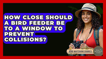 How Close Should A Bird Feeder Be To A Window To Prevent Collisions? - Bird Watching Diaries