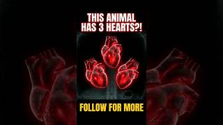 Which Animal Has 3 Hearts?