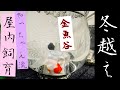 【金魚谷】やっちゃん流!屋内飼育 金魚 冬越え