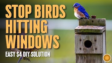 How to Stop Birds Hitting Windows | DIY Tutorial to Stop Bird Strikes