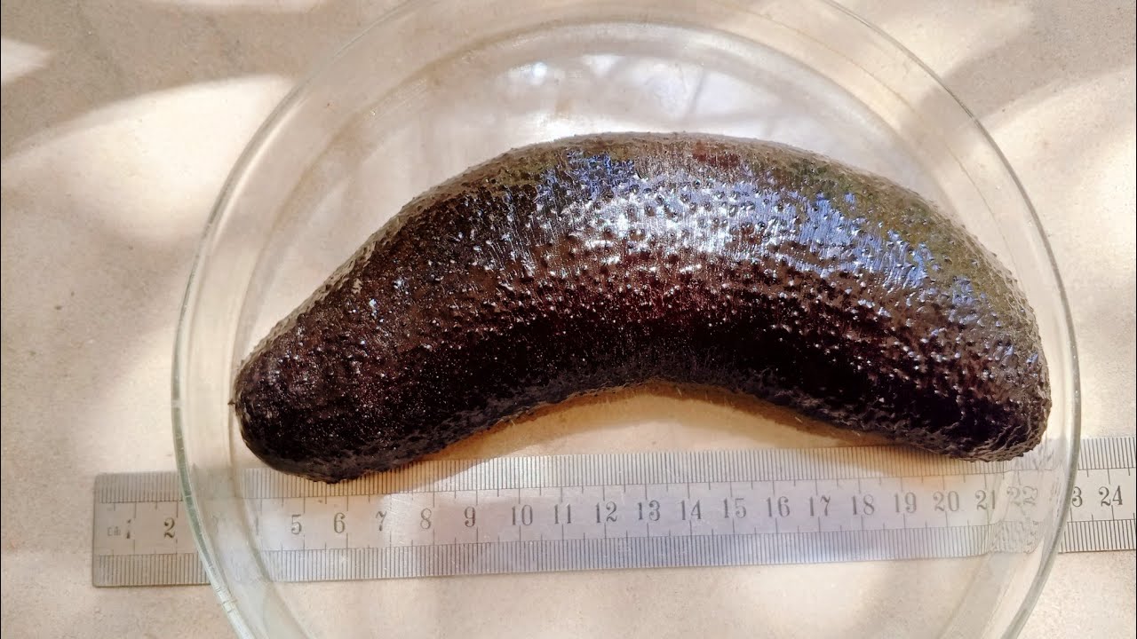 Maintaining Sea cucumber in Captivity Part 2