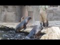 Feeding sea lions at Schönbrunn zoo in Vienna, Austria