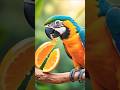 #Parrot Eating orange and Apple
