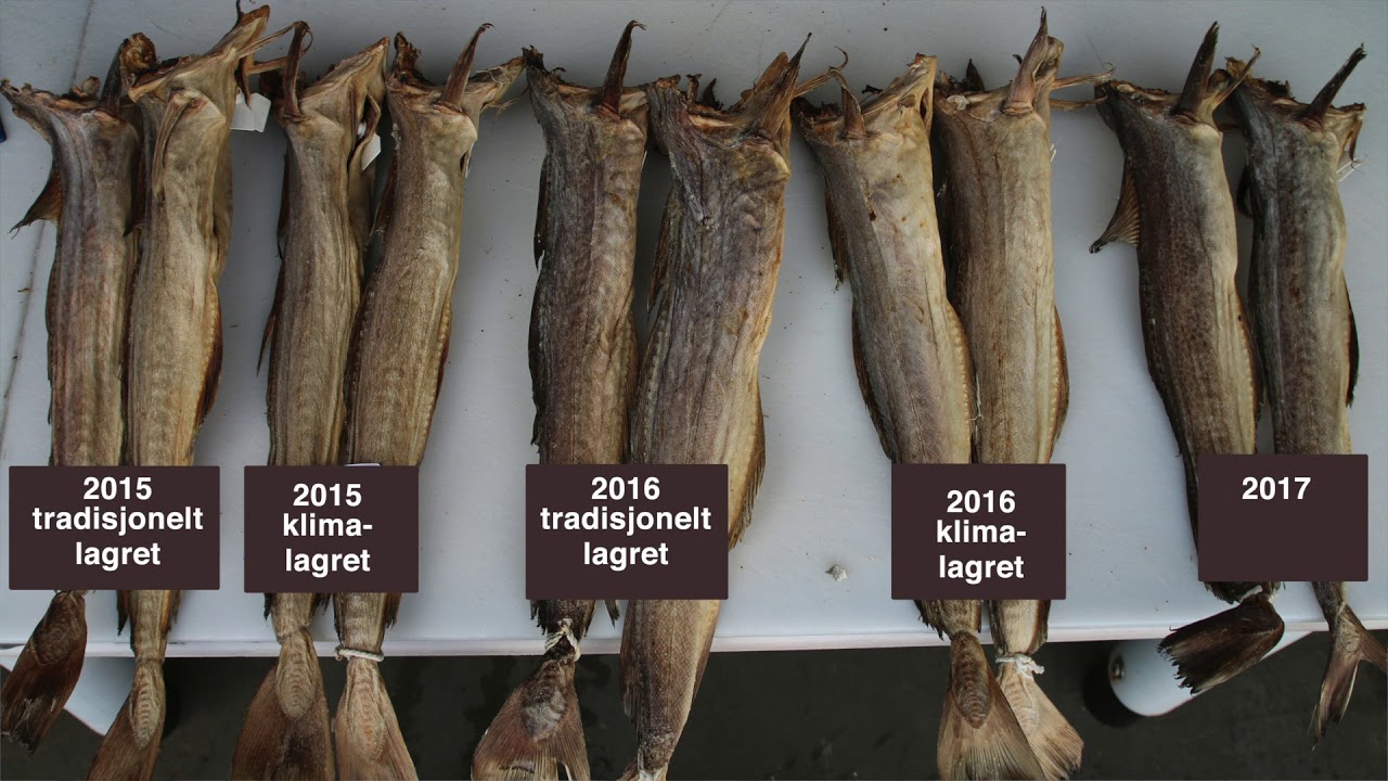 Holdbarhet på tørrfisk