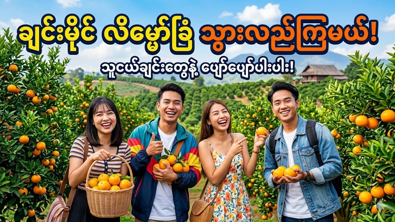 ချင်းမိုင် လိမ္မော်ခြံအလည်သွားကြမယ်