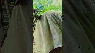umbar se ayihe porio ka rani #babuofficial #viral