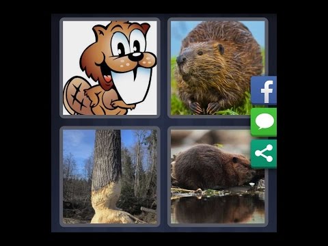 4 images 1 mot 8 lettres ecureuil souris+ rat