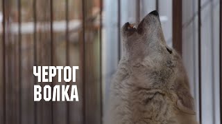 Приют для волков "Чертог волка" // Дикие: Стратегия спасения