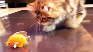 Funny Cats playing with Nice Fish