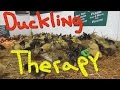 Duckling therapy 1080p 60fps 50 ducks for the homeless