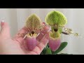 Вечно цветущая орхидея Паф Пиноккио... Мой уход... Сколько держится Башмачок?)))