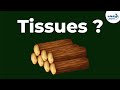 What are Tissues? | Don't Memorise